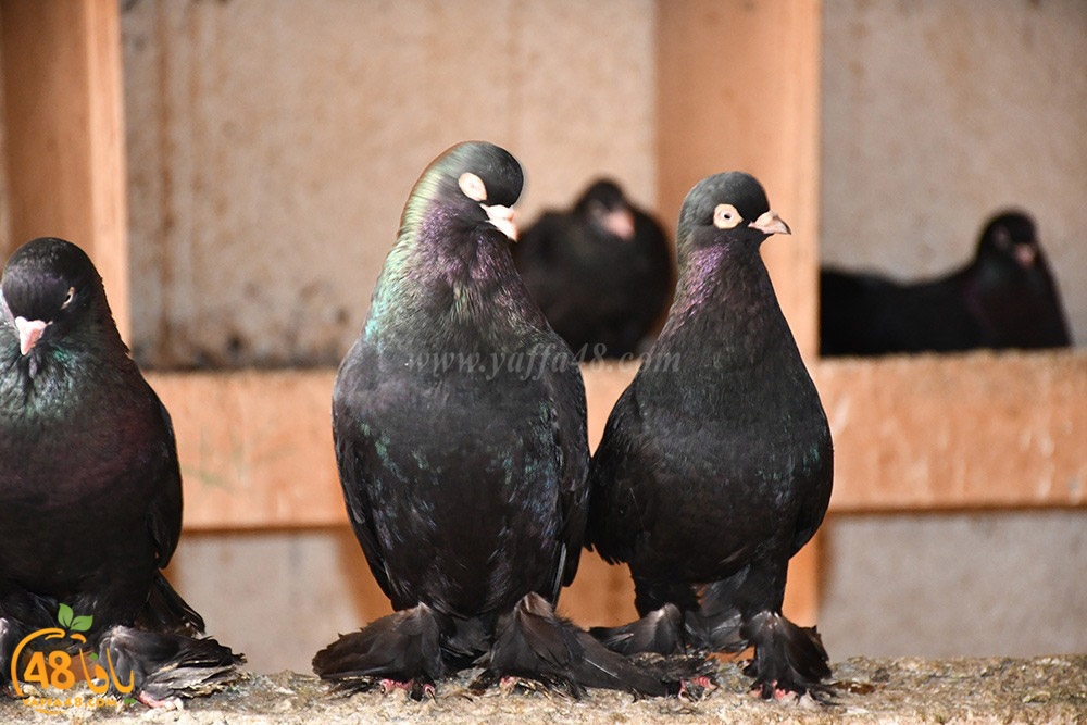 zohdi 3ashoor (8).jpeg